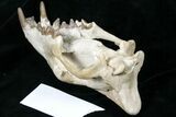 Fossil Hyaenodon Skull - South Dakota #131362-13